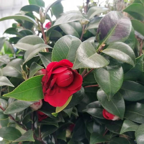 Camellia reticulata x williamsii 'Black Lace' | ScotPlants Direct